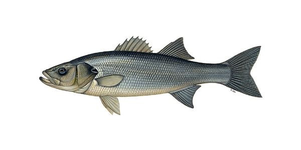 European sea bass